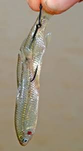 Mojarra