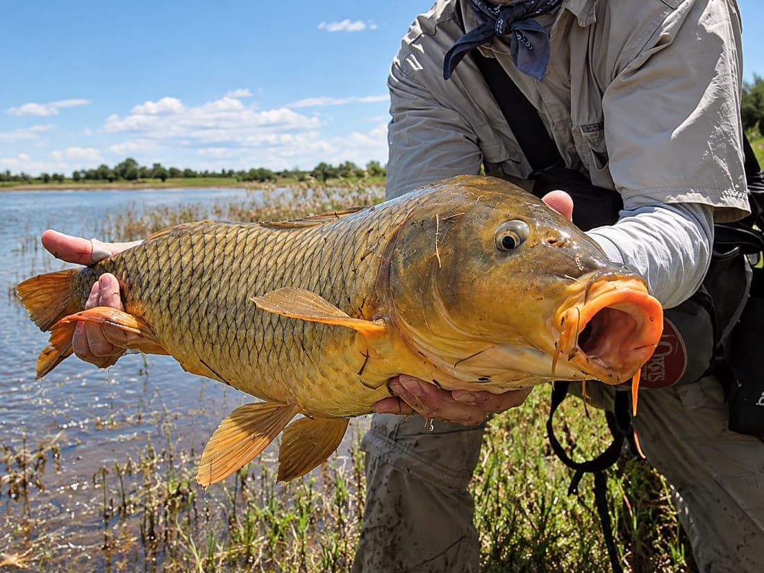 Carpa pescada en un arroyo