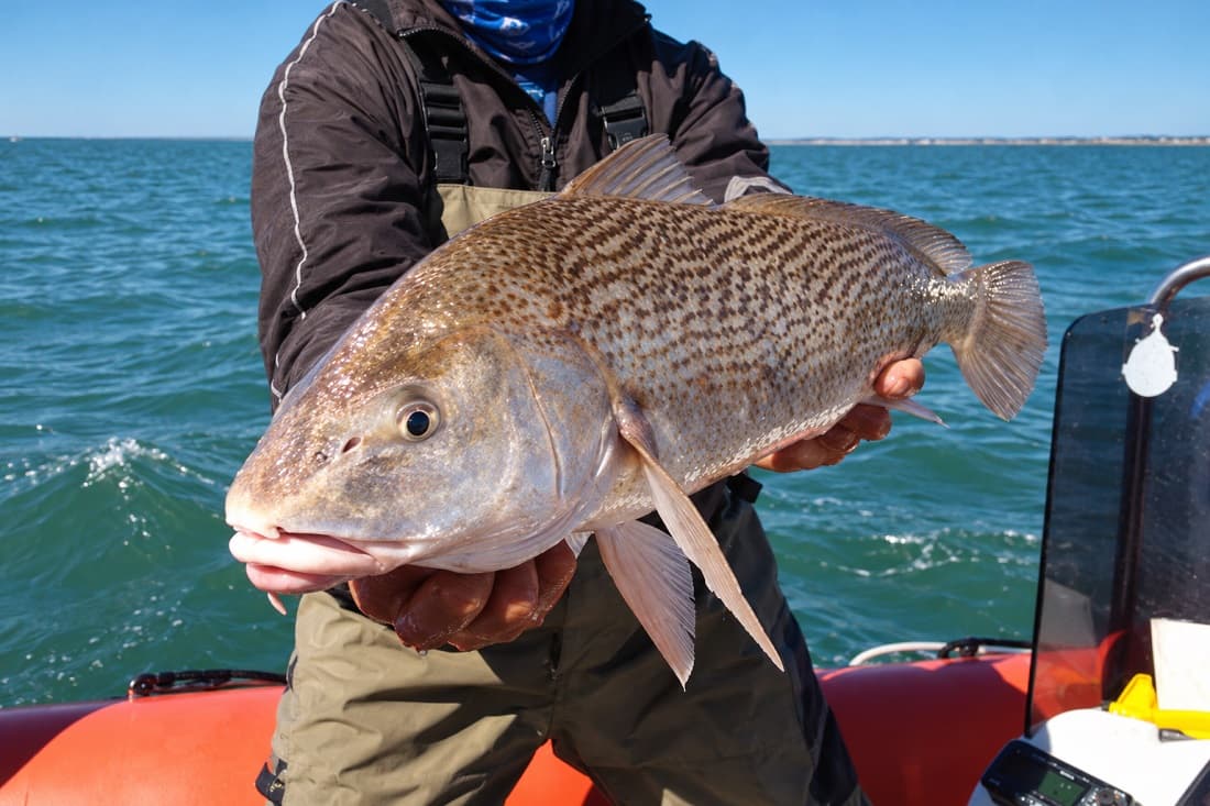 Pescador con una corvina en el mar