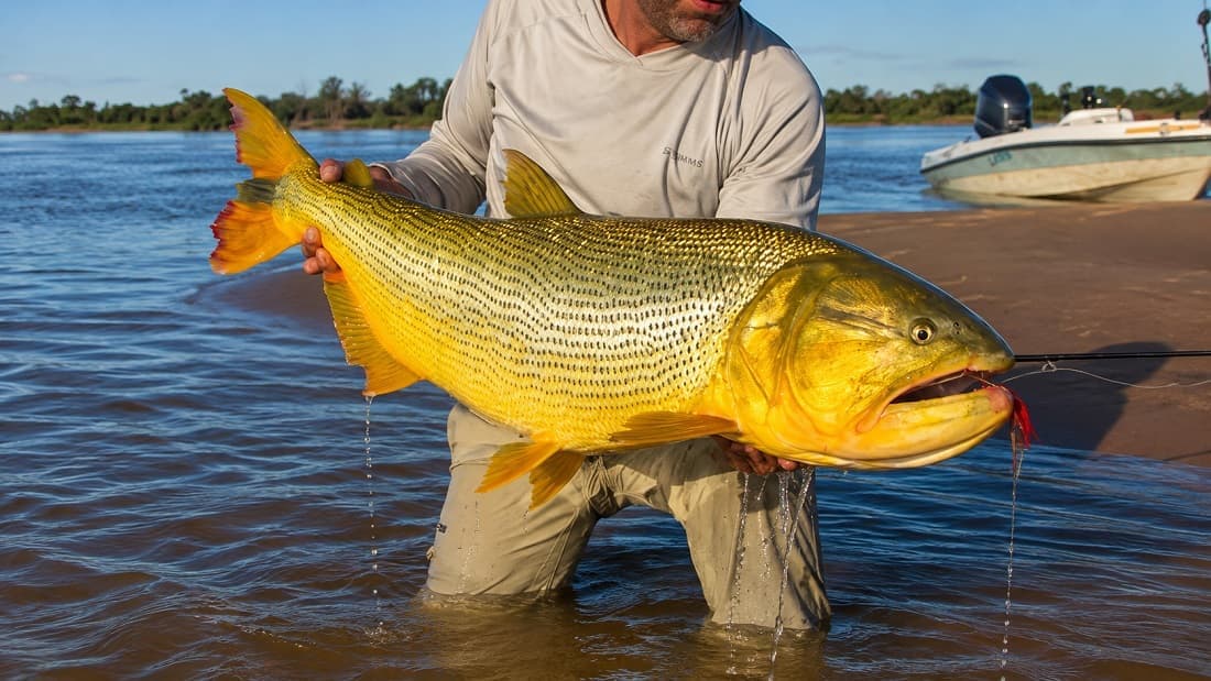 Pescador con un dorado en un río